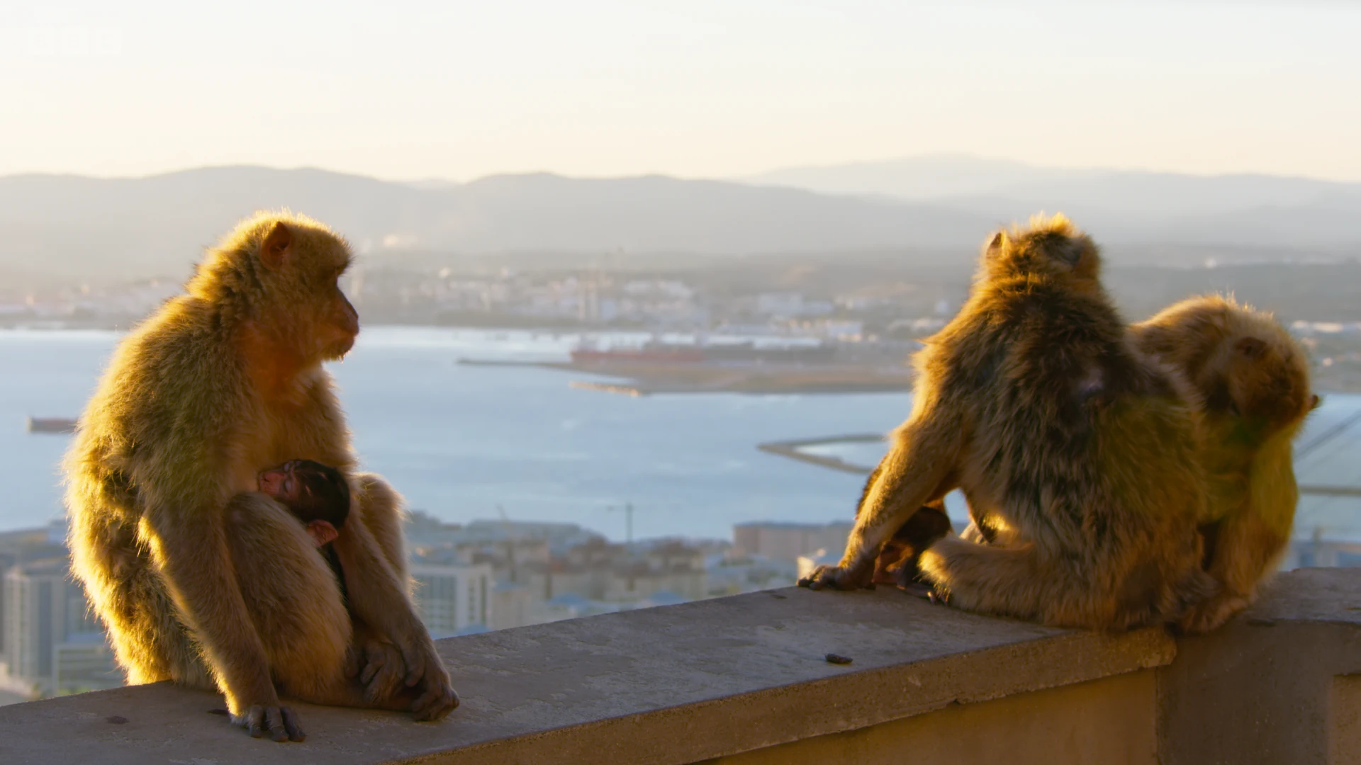 Barbary macaque (Macaca sylvanus) as shown in Seven Worlds, One Planet - Europe